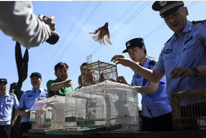 保护候鸟|沐鸣2移动警务室——北京首个湿地移动森林警务执法站